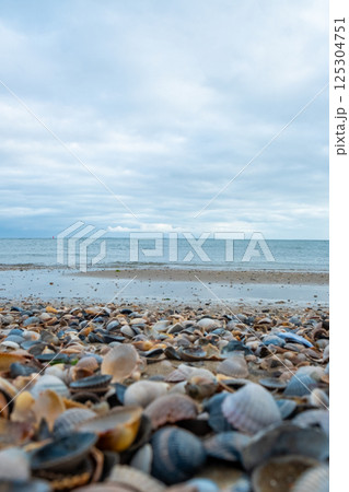 Eierland, De Cocksdorp, Texel, The Netherlands, Oktober 28th, 2024, Seashells scattered across a 125304751