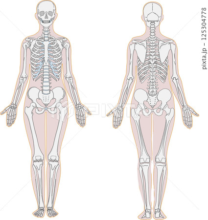 人体の前面と背面の全身骨格解剖イラスト 人体の前面と背面の全身骨格解剖イラスト 125304778