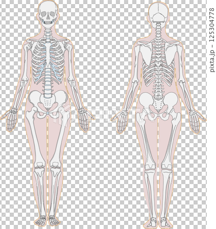 人體正面和背面全身骨骼解剖圖 人體正面和背面全身骨骼解剖圖 125304778