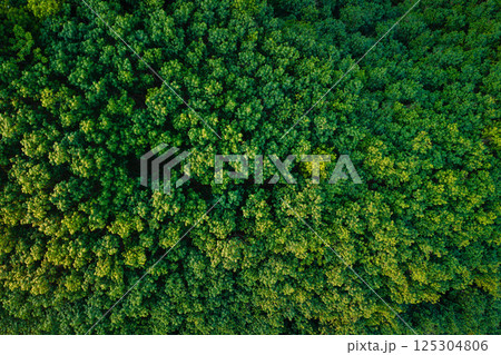 Aerial top view of green trees in forest. Green tree nature background for carbon neutrality and net zero emissions concept 125304806