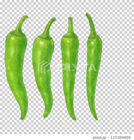 Watercolor illustration of Shishito peppers (vegetables) 125304808