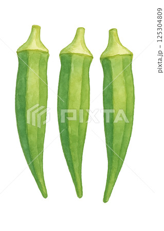 水彩で描いたオクラ3本のイラスト（野菜） 125304809