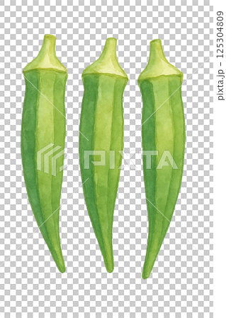水彩畫的三根秋葵莖的插圖(蔬菜) 水彩畫的三根秋葵莖的插圖(蔬菜) 125304809