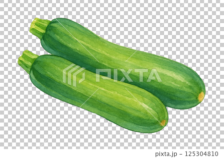 兩棵西葫蘆水彩畫插圖（蔬菜） 125304810