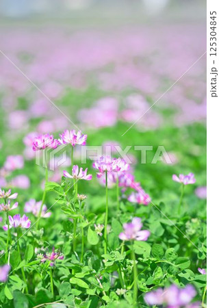 れんげの絨毯 125304845