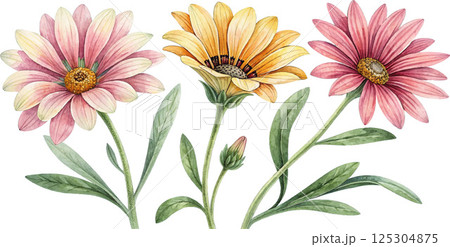 Three Watercolor Gazania Flowers 125304875
