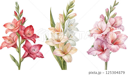Watercolor Gladiolus Flowers 125304879