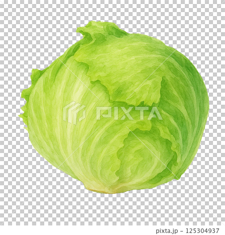 Watercolor illustration of whole lettuce (vegetables) Watercolor illustration of whole lettuce (vegetables) 125304937