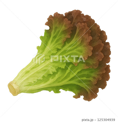 水彩で描いたサニーレタス1枚のイラスト（野菜） 125304939