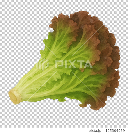 水彩で描いたサニーレタス1枚のイラスト（野菜） 125304939