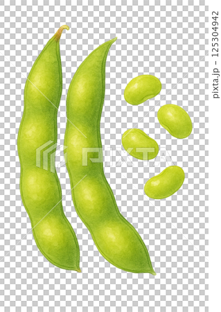 水彩で描いた枝豆と豆のイラスト（野菜） 125304942