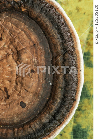 Blushing Bracket Mushroom Blushing Bracket Mushroom 125305120
