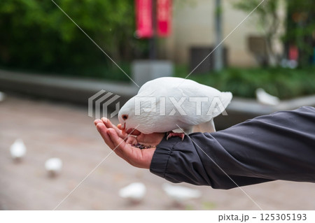 feed food to white pigeon dove at People's square city park, Shanghai 125305193