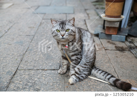 Portrait of gray American shorthair cat at restaurant, Zhujiajiao town 125305210