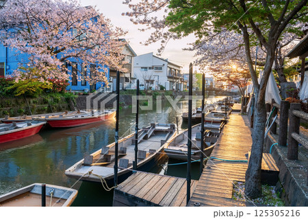 boats and sakura cherry blossom tunnel along river at sunset, Yanagawa 125305216