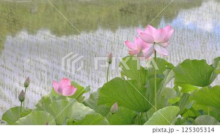 水田に咲く蓮の花 水田に咲く蓮の花 125305314