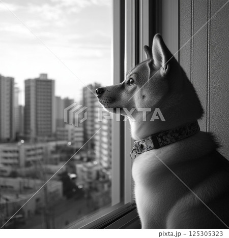 柴犬の顔 125305323