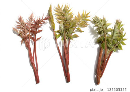 ヤマウルシの新芽 125305335