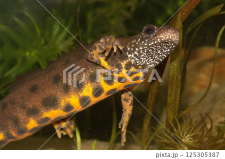 Closeup on a colorful male Triturus carnifex, Italian crested newt, underwater 125305387