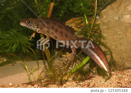 Closeup on a colorful male Triturus carnifex, Italian crested newt, underwater 125305388