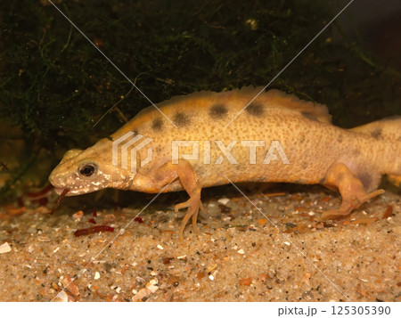 Closeup on an abnormal white colored male Triturus carnifex, Italian crested newt, underwater 125305390