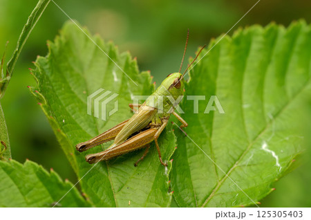 A closeup of a meadow grasshopper, Pseudochorthippus parallelus perched on a green leaf A closeup of a meadow grasshopper, Pseudochorthippus parallelus perched on a green leaf 125305403