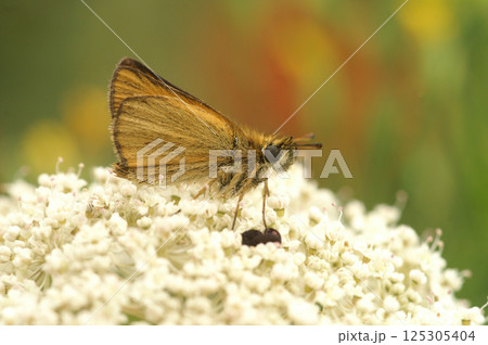 Closeup on the cute and small Essex skipper butterfly , Thymelicus lineola Closeup on the cute and small Essex skipper butterfly , Thymelicus lineola 125305404