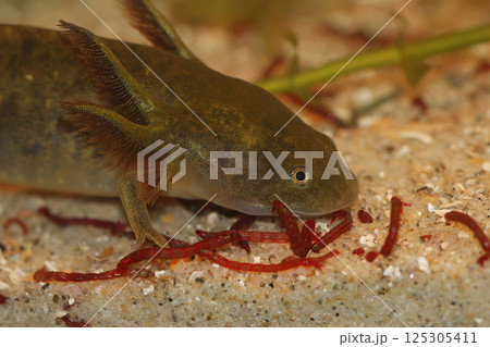 Closeup on gilled larvae of the American Barred tiger salamander, Ambystoma mavortium feeding on bloodworms Closeup on gilled larvae of the American Barred tiger salamander, Ambystoma mavortium feeding on bloodworms 125305411
