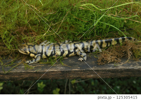 Closeup on an adult Barred tiger salamander, Ambystoma mavortium 125305415