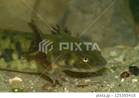 Closeup on a nearly metamorphosed Barred tiger salamander larvae, Ambystoma mavortium Closeup on a nearly metamorphosed Barred tiger salamander larvae, Ambystoma mavortium 125305418
