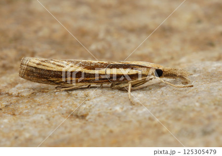 Close up on the Common gras veneer moth, Agriphila tristella on a piece of wood 125305479
