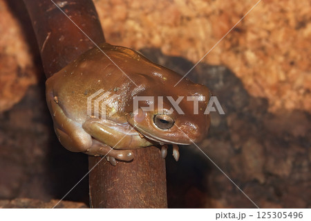Closeup on a Golden bell frog, Litoria aurea sitting on twig 125305496