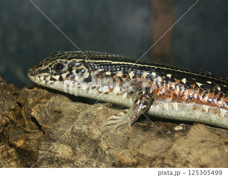 Detailed close-up of a reptile featuring intricate patterns and textures, showcasing natural beauty and reptilian characteristics. Detailed close-up of a reptile featuring intricate patterns and textures, showcasing natural beauty and reptilian characteristics. 125305499