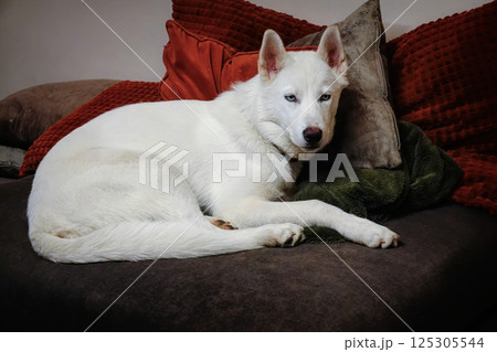 Closeup on a young White Siberian pure bred husky Dog with Blue Eyes Relaxing on Couch Closeup on a young White Siberian pure bred husky Dog with Blue Eyes Relaxing on Couch 125305544