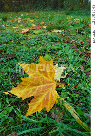 Yellow Maple Leaf on Green Grass in Autumn Yellow Maple Leaf on Green Grass in Autumn 125305545