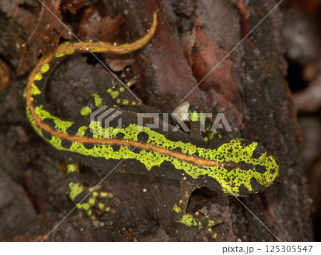 Dorsal closeup on a juvenile endangered green French marbled newt, Triturus marmoratus 125305547