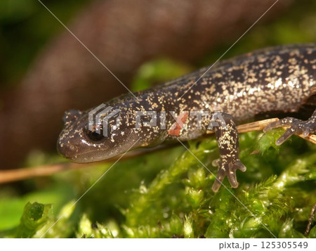 Closeup on a juvenile Japanese Hokkiado salamander , Hynobius retardatus on green moss Closeup on a juvenile Japanese Hokkiado salamander , Hynobius retardatus on green moss 125305549