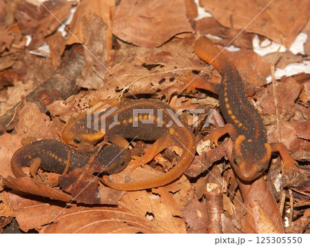 Closeup on a group of juvenile Burmese Crocodile newts, Tylototriton verrucosus, sitting on dried leafs Closeup on a group of juvenile Burmese Crocodile newts, Tylototriton verrucosus, sitting on dried leafs 125305550