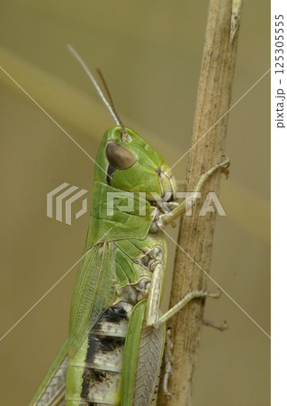 Vertical closeup on the Common European meadow grasshopper Pseudochorthippus parallelus on a straw of grass 125305555