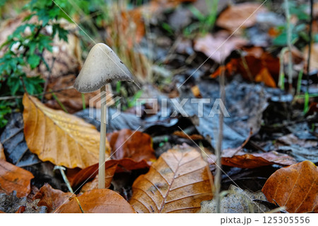 Close-up on a Conical Brittlestern mushroom Psathyrella conopilus 125305556