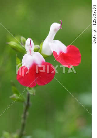 A close-up of a beautiful flower Salvia microphylla Hot Lips with red and white petals, set against a soft green background. A close-up of a beautiful flower Salvia microphylla Hot Lips with red and white petals, set against a soft green background. 125305558