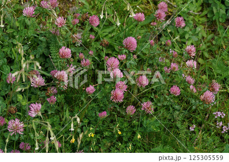 Pink Clover, Trifolium pratense, Flowers in a Lush Green Field 125305559