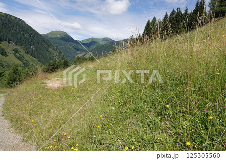 Scenic Mountain Landscape with Grassy Hills and Wildflowers 125305560