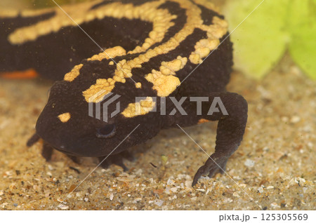 Closeup on a colorful aquatic adult endangered Laos warty newt, Paramesotriton laoensis underwater 125305569