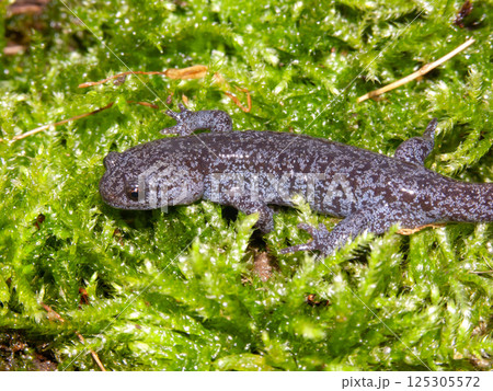 Closeup on a juvenile Japanese black salamander, Hynobius nigrescens posing in moss Closeup on a juvenile Japanese black salamander, Hynobius nigrescens posing in moss 125305572