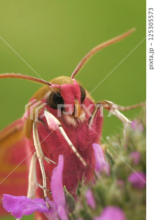 Closeup on the colorful pink large European elephant hawk moth , Deilephila elpenor Closeup on the colorful pink large European elephant hawk moth , Deilephila elpenor 125305573