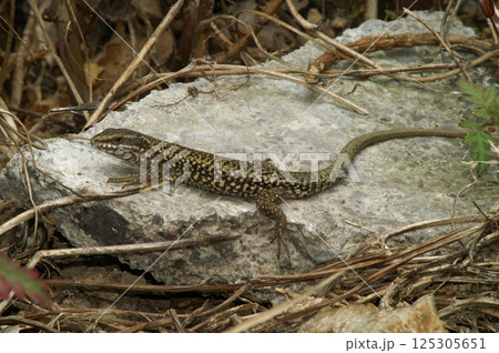 Closeup on a European wall lizard, Podarcis muralis sitting on a stone 125305651