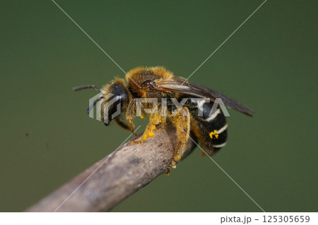 Closeup on a fresh emerged female Orange-legged furrow bee, Halictus rubicundus on a twig against a green background 125305659
