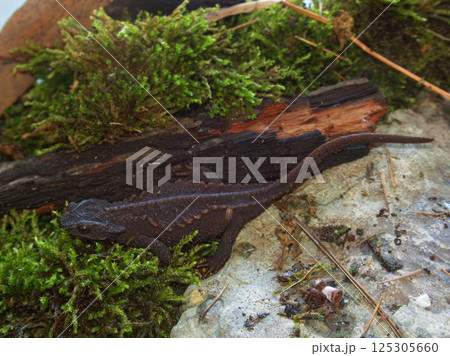 Closeup on the critically endangered Anderson's crocodile newt or Ryukyu spiny newt, Echinotriton andersoni 125305660