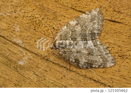 Closeup on an Epirrita f geometer moth species, sitting on wood Closeup on an Epirrita f geometer moth species, sitting on wood 125305662